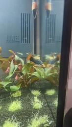 Platy's, Dieren en Toebehoren, Vis, Zoetwatervis