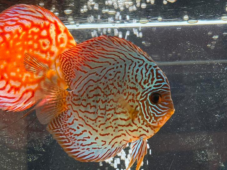 Juwel Rio 180 aquarium + vissen ( 550€ )onderhandelbaar, Dieren en Toebehoren, Vissen | Aquariumvissen, Vis