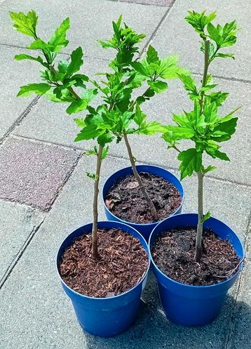 3 hibiscus planten te koop  beschikbaar voor biedingen