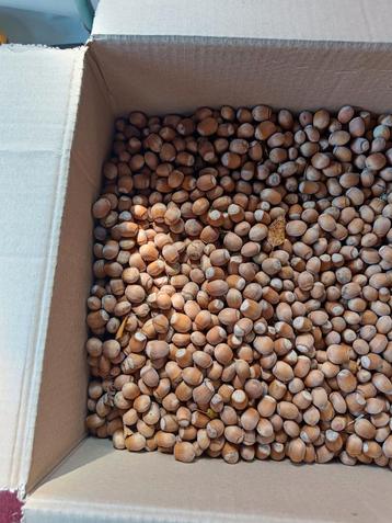 Hazelnoten 6 euro per kg beschikbaar voor biedingen