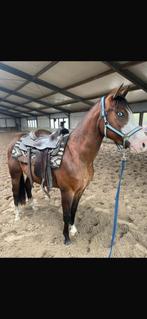 GERESERVEERD  Quarter horse ruin 3 jaar, Dieren en Toebehoren, Paarden, Ruin, Westernpaard, 3 tot 6 jaar