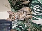 Nog 1 lieve knuffelige tijgerkitten (meisje) te koop, Meerdere dieren, Ontwormd, 0 tot 2 jaar