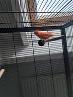 Waterslager man, Mannelijk, Zangkanarie