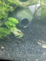 15 garnalen, Dieren en Toebehoren, Vissen | Aquariumvissen, Kreeft, Krab of Garnaal