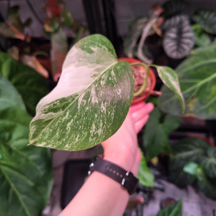 Monstera albo variegata (1), Huis en Inrichting, Kamerplanten, Minder dan 100 cm, Halfschaduw, Ophalen of Verzenden