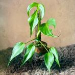 Monstera Burle Marx Flame #2, Overige soorten, Minder dan 100 cm, Groene kamerplant, Halfschaduw