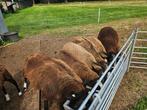 zwartbles lammeren, Dieren en Toebehoren, Schapen, Geiten en Varkens, Meerdere dieren, Schaap