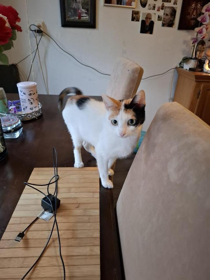 Goed te huis gezocht voor snowy!, Dieren en Toebehoren, Katten en Kittens | Overige Katten, Kortharig, Poes, 0 tot 2 jaar