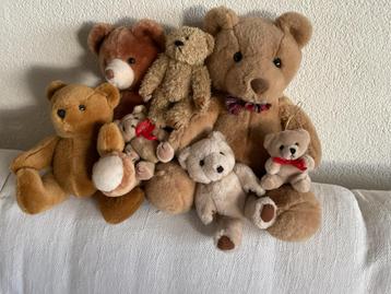 7 leuke Beren beschikbaar voor biedingen