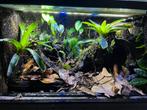Terrarium/ paludarium, Dieren en Toebehoren, Reptielen en Amfibieën | Toebehoren, Ophalen of Verzenden, Zo goed als nieuw