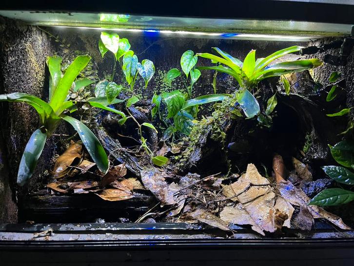 Terrarium/ paludarium, Dieren en Toebehoren, Reptielen en Amfibieën | Toebehoren, Zo goed als nieuw, Ophalen of Verzenden