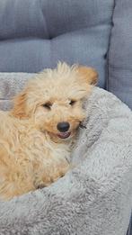 Mini labradoodle te koop, 8 tot 15 weken, Eén hond, Nederland, Particulier