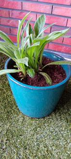 Korenbloem in pot, Tuin en Terras, Planten | Tuinplanten, Ophalen, Zomer, Overige soorten, Volle zon