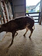 Blauw grijze dikbil pink, Dieren en Toebehoren