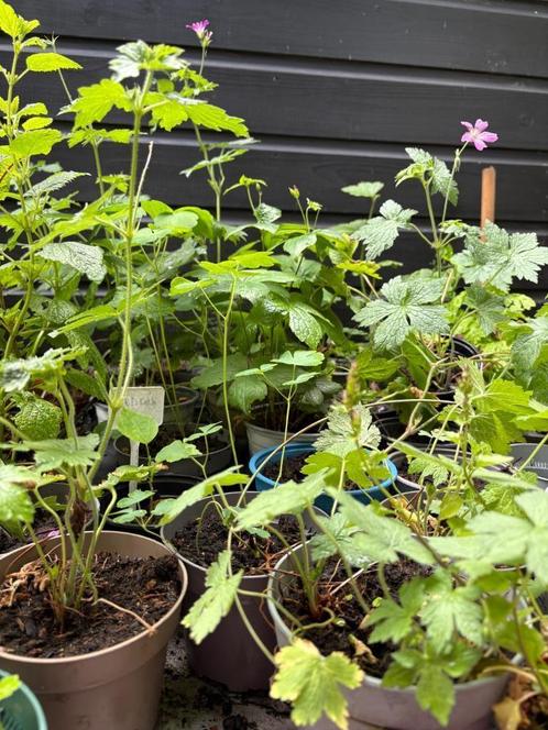 TUINSTARTERS 30 DIVERSE VASTE PLANTEN WIE HET EERST KOMT, Tuin en Terras, Planten | Tuinplanten, Overige soorten, Halfschaduw