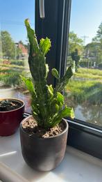 Cactus plant met pot €8, Ophalen, Cactus, Volle zon, Minder dan 100 cm