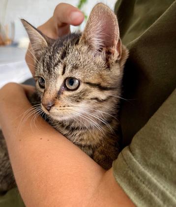 Twee lieve kittens zoeken een nieuw thuis beschikbaar voor biedingen