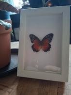 Taxidermie Vlinder Cethosia biblis in Lijst, Huis en Inrichting, Woonaccessoires | Lijsten, Minder dan 50 cm, Ophalen of Verzenden