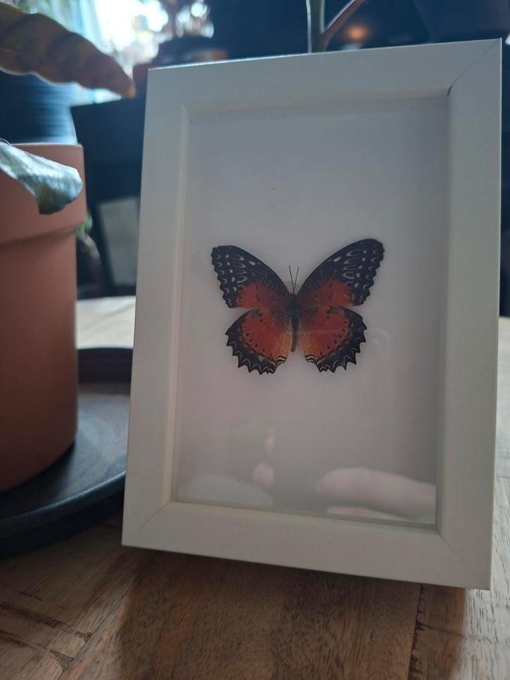Taxidermie Vlinder Cethosia biblis in Lijst, Huis en Inrichting, Woonaccessoires | Lijsten, Zo goed als nieuw, Minder dan 50 cm