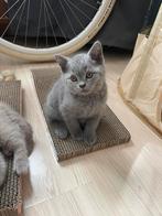 British Shorthair Kittens, Dieren en Toebehoren, Katten en Kittens | Raskatten | Korthaar, Kater, Met stamboom, 0 tot 2 jaar