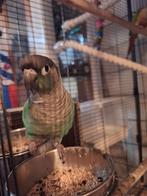 Pyrrurha, Dieren en Toebehoren, Vogels | Parkieten en Papegaaien, Mannelijk, Parkiet