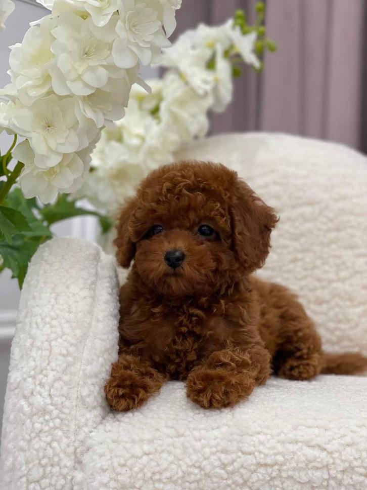 Aaian Toy Poedel pup , Teefje ( Maltipoo), Dieren en Toebehoren, Honden | Chihuahua's en Gezelschapshonden, Teef, Overige rassen