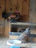 Hanen, Dieren en Toebehoren, Pluimvee, Mannelijk, Kip
