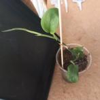 scindapsus jade satin stek nr 65, Ophalen of Verzenden, Overige soorten, Minder dan 100 cm