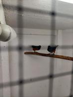 Mooi koppel, Dieren en Toebehoren, Meerdere dieren