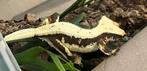 Lilly white wimpergekko vrouw, ciliatus, Dieren en Toebehoren, Reptielen en Amfibieën, Hagedis