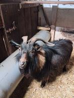 bok, Dieren en Toebehoren, Mannelijk, Geit, 6 jaar of ouder