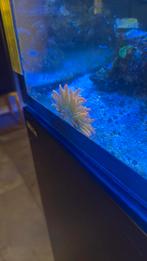 Enkele bubble tip anemoon te koop, Vis