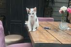 Kitten meisje, Meerdere dieren