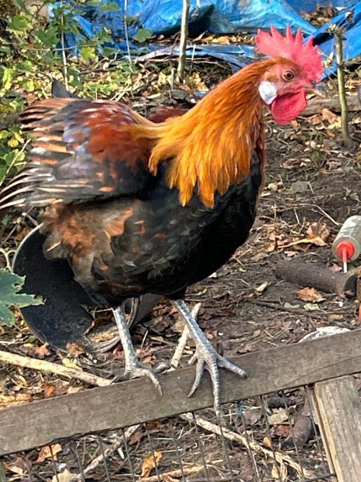 Drents hoen hen en haan patrijs 2025, Dieren en Toebehoren, Pluimvee, Kip, Meerdere dieren