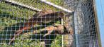 2 jonge goudfazanten., Dieren en Toebehoren, Meerdere dieren, Kip