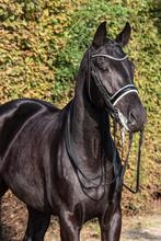 Passier stang en trens hoofdstel maat cob, Dieren en Toebehoren, Ophalen of Verzenden, Zo goed als nieuw, Dressuur