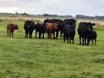 Tekoop  100% black angus  kalveren, Dieren en Toebehoren, Mannelijk