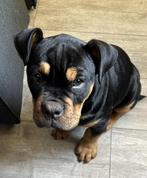 Old englich bulldog (teef), Dieren en Toebehoren, 15 weken tot 1 jaar, Teef, Eén hond, Nederland