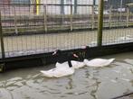Zwarthals zwanen | Passend advies, Dieren en Toebehoren, Meerdere dieren, Gans of Zwaan