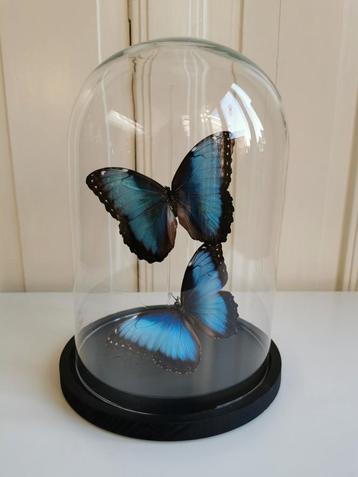 Stolp met 2 blue Morpho vlinders. Stolp van gerecycled glas