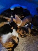 5 mooie verschillende kittens! (14 oktober weg), Dieren en Toebehoren, Katten en Kittens | Overige Katten, Geslacht onbekend, Kortharig