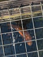 1 shagoy ( oranje) en 1 koy ( wit met vlekken)75 cm, Karper of Koi