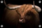 Tuinposter-Schuttingposter Hooglander Longhorn 120x80 cm, Nieuw, Verzenden