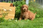Cockapoo pups keuze uit 3 nestjes, België, Rabiës (hondsdolheid), 15 weken tot 1 jaar, Meerdere