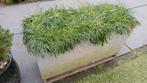 Bloembak met Engels gras, Tuin en Terras, Bloembakken en Plantenbakken, Ophalen, Gebruikt, 60 tot 100 cm, Beton