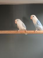 Fischeri's prima koppel, Meerdere dieren, Dwergpapegaai of Agapornis, Geringd