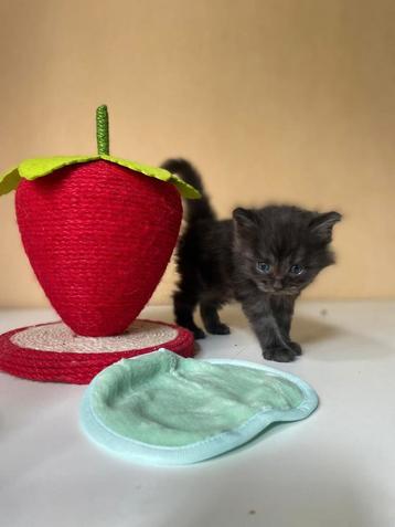 Main Coon kittens, raszuiver.  beschikbaar voor biedingen