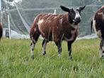 Bonte ooilam zwoeger en scrapie vrij UBN: 2598974, Dieren en Toebehoren, Schapen, Geiten en Varkens, Vrouwelijk, Geit
