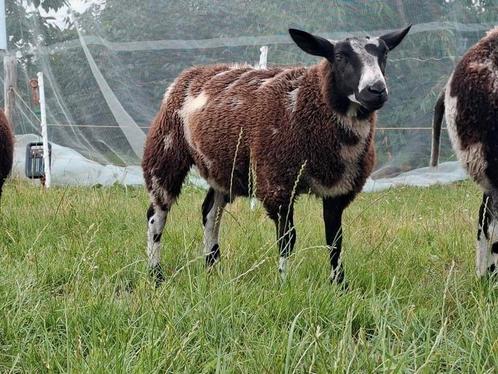 Bonte ooilam zwoeger en scrapie vrij UBN: 2598974, Dieren en Toebehoren, Schapen, Geiten en Varkens, Geit, Vrouwelijk