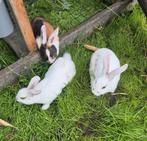 Mannetjes konijnen, Dieren en Toebehoren, Konijnen, Mannelijk, Middelgroot, 0 tot 2 jaar